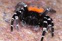 Eresus_sandaliatus_D3052_Z_89_NP De Hoge Veluwe_Nederland